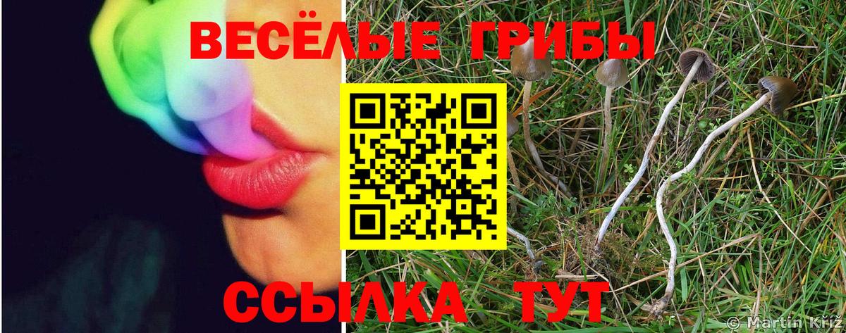 Псилоцибиновые грибы Psilocybe  Псилоцибиновые грибы MAGIC MUSHROOMS  Черемхово  Вход с VPN 
